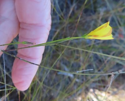 Linum africanum, photographed by linkie