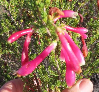 Erica discolor, photographed by linkie