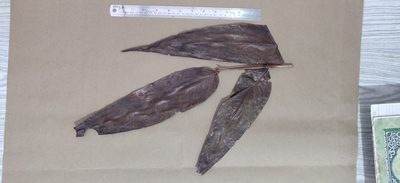 Syzygium munroi, photographed by T R Shankar Raman