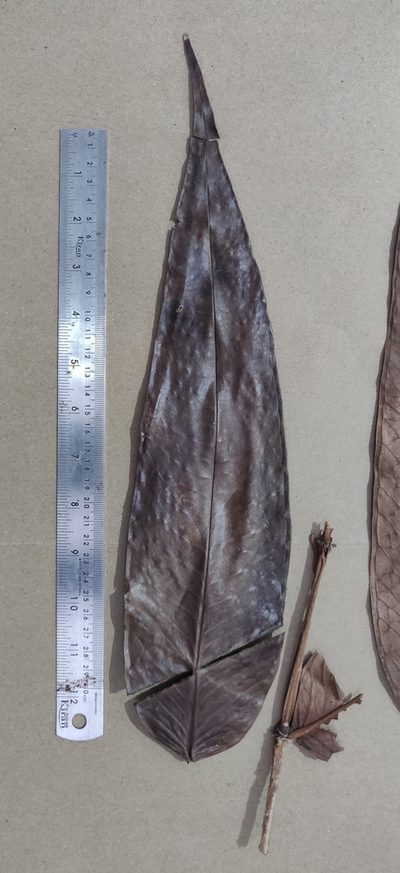Syzygium munroi, photographed by T R Shankar Raman