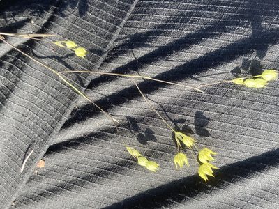 Bupleurum gracile, photographed by Andre Hosper