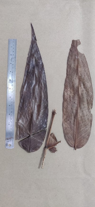 Syzygium munroi, photographed by T R Shankar Raman