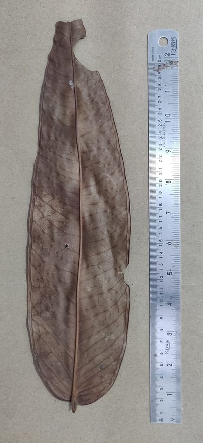 Syzygium munroi, photographed by T R Shankar Raman