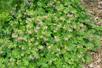 Geranium macrorrhizum, photographed by Andrew Skotnicki