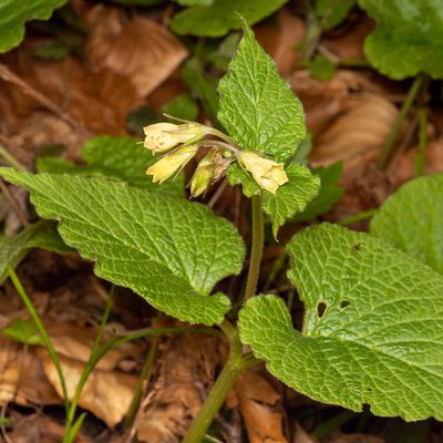 Symphytum cordatum, photographed by Piotr Lukasik