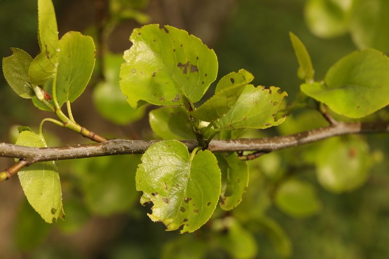 Alnus cordata, photographed by Stephen James McWilliam