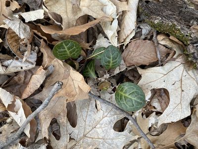 Pyrola americana, photographed by gwt2102
