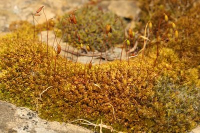 Rosulabryum capillare, photographed by Stephen James McWilliam