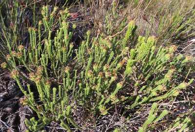 Campylostachys cernua, photographed by linkie