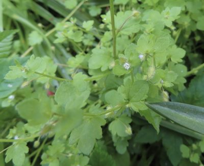 Veronica sublobata, photographed by Anne Thomson