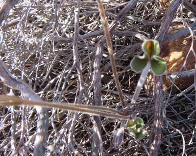 Oxalis truncatula, photographed by linkie