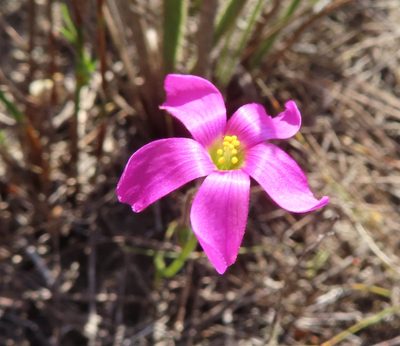 Oxalis livida, photographed by linkie