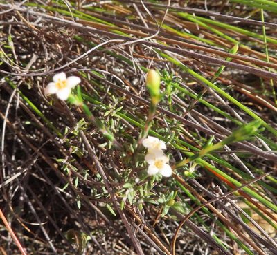 Lachnaea axillaris, photographed by linkie