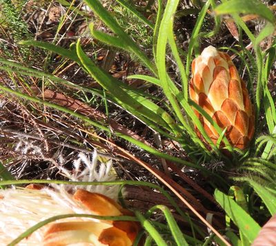 Protea aspera, photographed by linkie