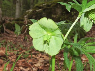 Helleborus viridis, photographed by Emanuele Santarelli