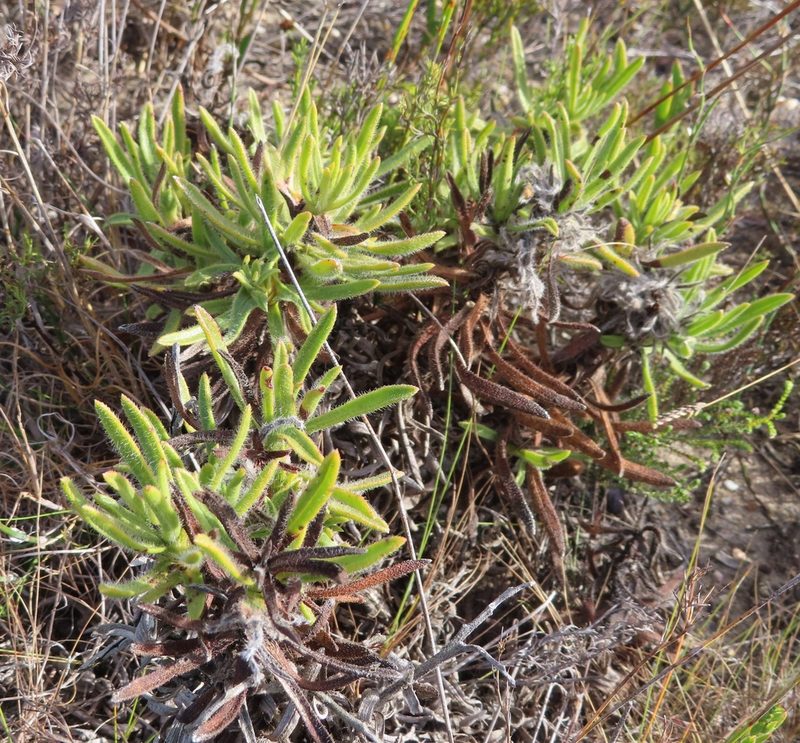 Lobostemon lucidus, photographed by linkie