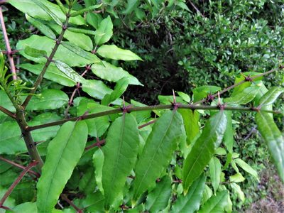 Zanthoxylum clava-herculis, photographed by Annika Lindqvist