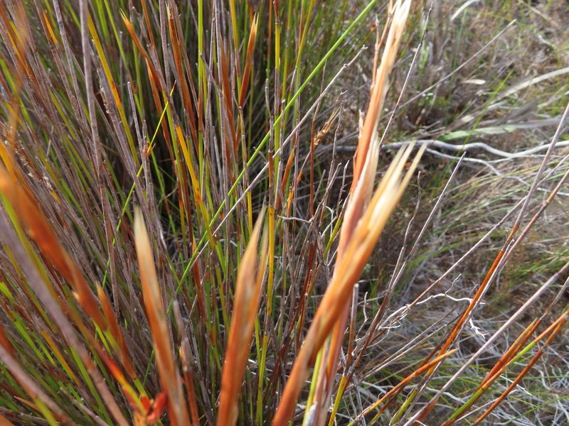 Hypodiscus argenteus, photographed by linkie