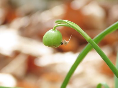 Galanthus nivalis, photographed by Emanuele Santarelli