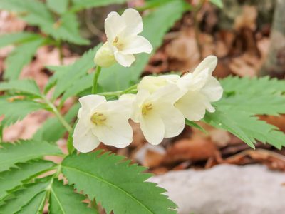 Cardamine kitaibelii, photographed by Emanuele Santarelli