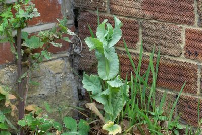 Papaver somniferum, photographed by Andrew Skotnicki