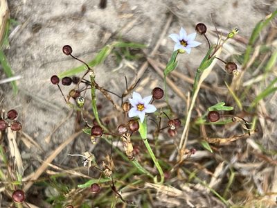 Sisyrinchium micranthum, photographed by Sue Ann Kendall