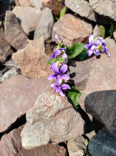 Viola irinae, photographed by Valentin Kosterin