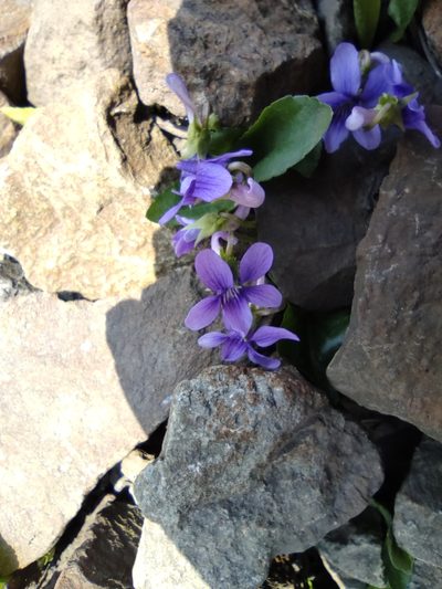 Viola irinae, photographed by Valentin Kosterin