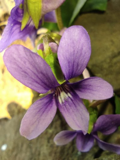 Viola irinae, photographed by Valentin Kosterin
