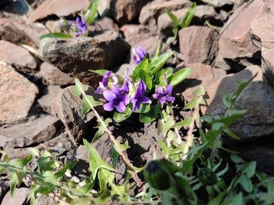 Viola irinae, photographed by Valentin Kosterin