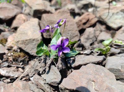 Viola irinae, photographed by Valentin Kosterin