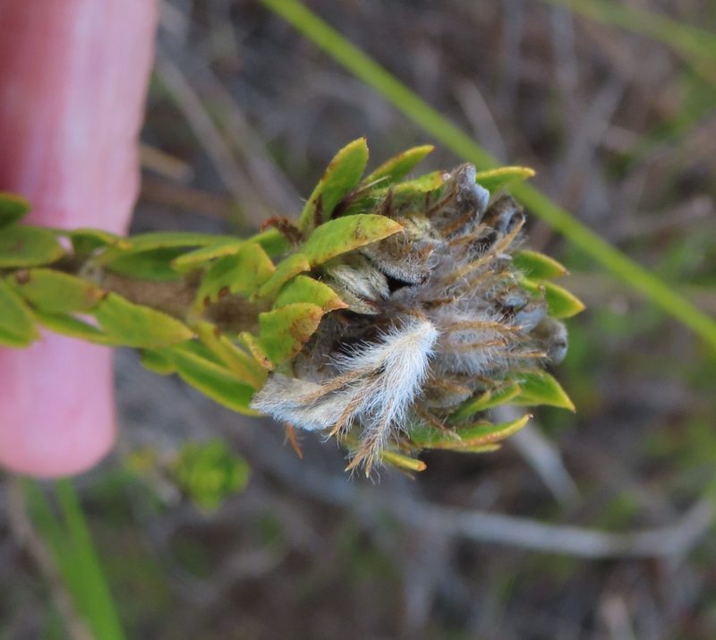 Lachnaea aurea, photographed by linkie