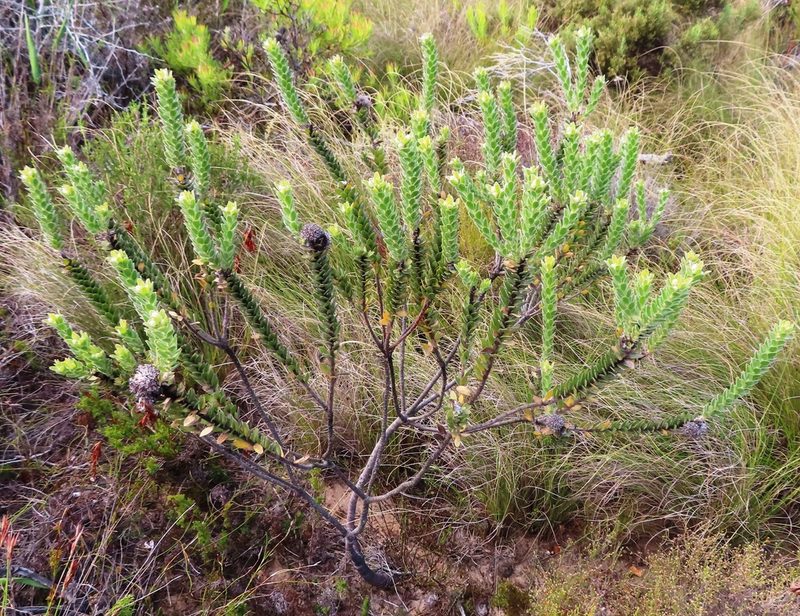 Leucospermum truncatulum, photographed by linkie