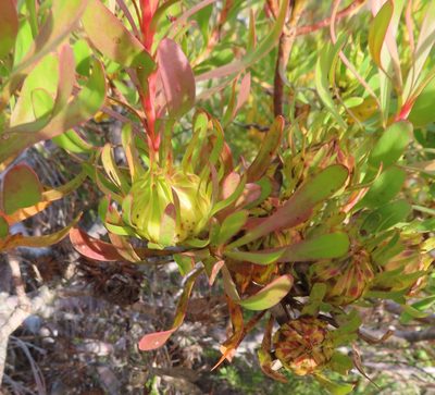 Aulax umbellata, photographed by linkie