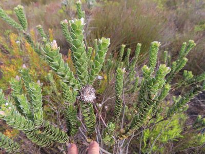 Leucospermum truncatulum, photographed by linkie