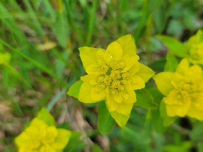 Euphorbia verrucosa, photographed by Elias