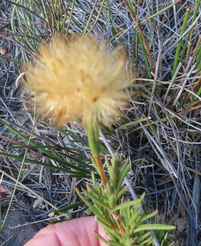 Pteronia tenuifolia, photographed by linkie