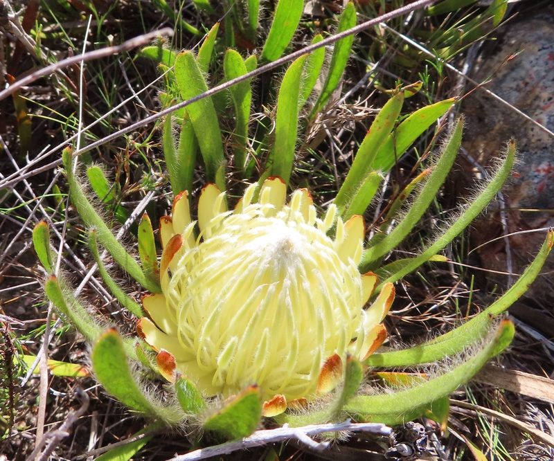 Protea aspera, photographed by linkie