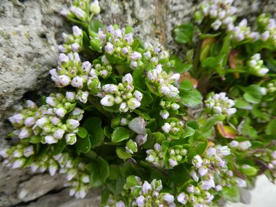 Cochlearia danica, photographed by kitbeard
