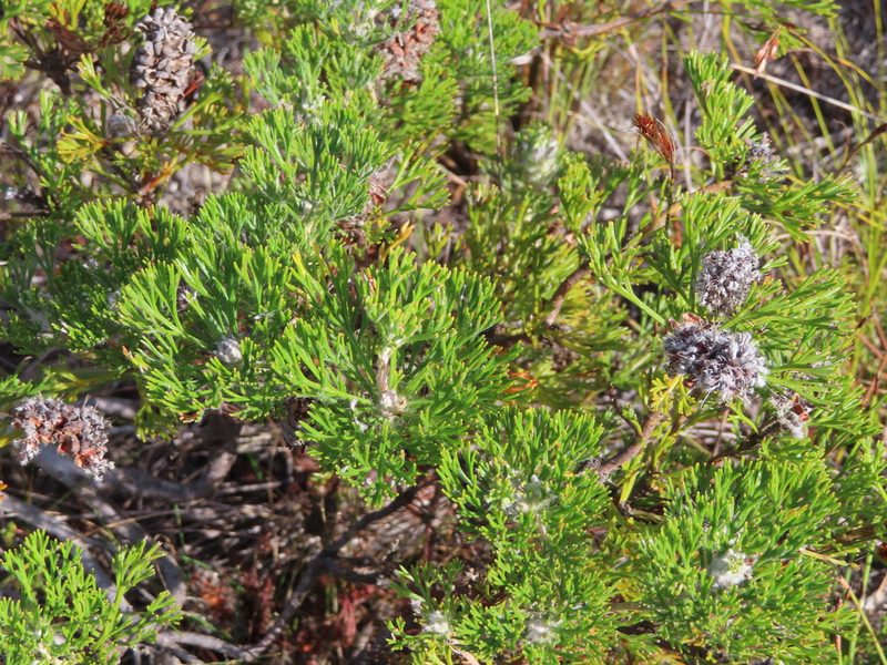 Paranomus abrotanifolius, photographed by linkie