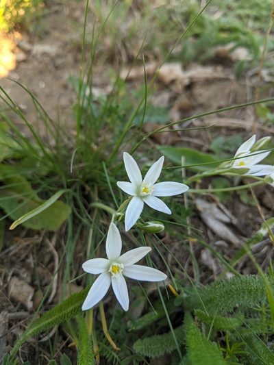 Ornithogalum orthophyllum, photographed by Alexandr Stanislavschi