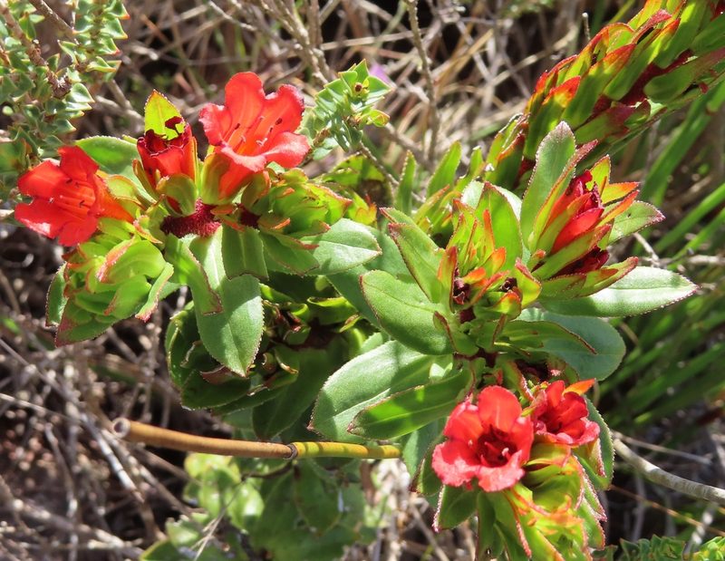 Lobostemon sanguineus, photographed by linkie