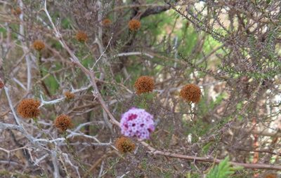 Stoebe capitata, photographed by linkie