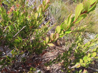 Searsia cuneifolia, photographed by linkie
