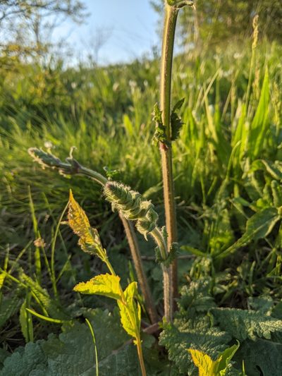 Salvia austriaca, photographed by Alexandr Stanislavschi
