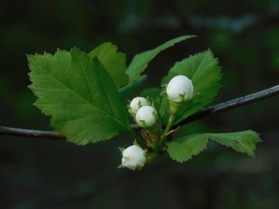 Crataegus intricata, photographed by Michael J. Papay
