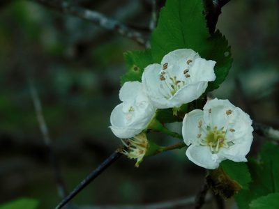 Crataegus intricata, photographed by Michael J. Papay