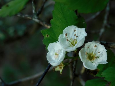 Crataegus intricata, photographed by Michael J. Papay