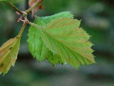 Crataegus intricata, photographed by Michael J. Papay