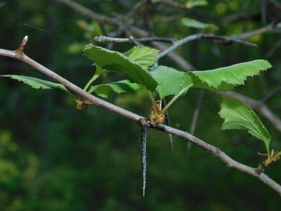 Crataegus intricata, photographed by Michael J. Papay